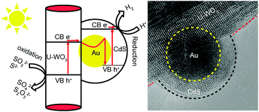 Graphical abstract: Urchin-like Au@CdS/WO3 micro/nano heterostructure as a visible-light driven photocatalyst for efficient hydrogen generation