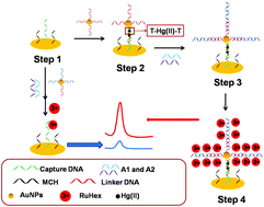 Graphical abstract: A bio-inspired sensor coupled with a bio-bar code and hybridization chain reaction for Hg2+ assay