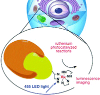 Graphical abstract: In cellulo protein labelling with Ru-conjugate for luminescence imaging and bioorthogonal photocatalysis