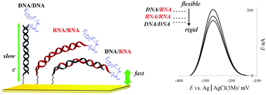 Graphical abstract: Nucleic-acid recognition interfaces: how the greater ability of RNA duplexes to bend towards the surface influences electrochemical sensor performance