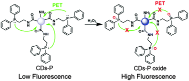 Graphical abstract: A carbon dot-based fluorescence turn-on sensor for hydrogen peroxide with a photo-induced electron transfer mechanism