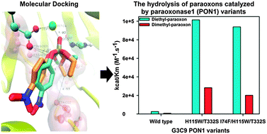 Graphical abstract: Rational design of paraoxonase 1 (PON1) for the efficient hydrolysis of organophosphates