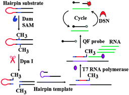 Graphical abstract: Sensitive detection of DNA methyltransferase activity by transcription-mediated duplex-specific nuclease-assisted cyclic signal amplification