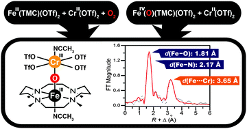 Graphical abstract: Characterization of a heterobimetallic nonheme Fe(iii)–O–Cr(iii) species formed by O2 activation