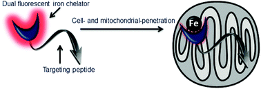 Graphical abstract: Dual selective iron chelating probes with a potential to monitor mitochondrial labile iron pools
