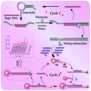 Graphical abstract: A sensitive SERS detection of miRNA using a label-free multifunctional probe