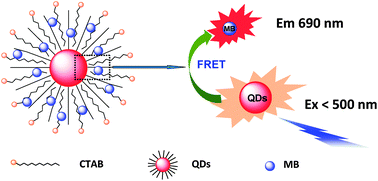Graphical abstract: Quantum dot/methylene blue FRET mediated NIR fluorescent nanomicelles with large Stokes shift for bioimaging