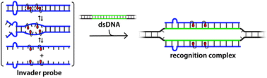 Graphical abstract: Bulged Invader probes: activated duplexes for mixed-sequence dsDNA recognition with improved thermodynamic and kinetic profiles