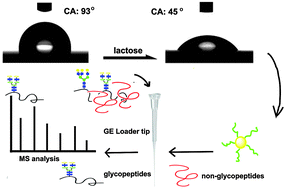 Graphical abstract: Disaccharide-driven transition of macroscopic properties: from molecular recognition to glycopeptide enrichment