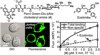 Graphical abstract: Fluorescent mimics of cholesterol that rapidly bind surfaces of living mammalian cells