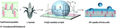Graphical abstract: Enhanced cellular uptake of nanoparticles by increasing the hydrophobicity of poly(lactic acid) through copolymerization with cell-membrane-lipid components