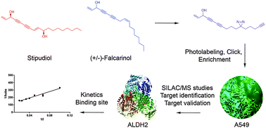 Graphical abstract: Alkynol natural products target ALDH2 in cancer cells by irreversible binding to the active site