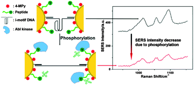 Graphical abstract: Kinase phosphorylation monitoring with i-motif DNA cross-linked SERS probes