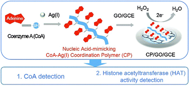 Graphical abstract: Unique electrocatalytic activity of a nucleic acid-mimicking coordination polymer for the sensitive detection of coenzyme A and histone acetyltransferase activity