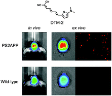 Graphical abstract: In vivo fluorescence imaging of β-amyloid plaques with push–pull dimethylaminothiophene derivatives