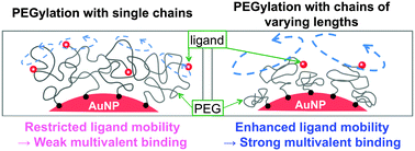 Graphical abstract: Enhanced target recognition of nanoparticles by cocktail PEGylation with chains of varying lengths