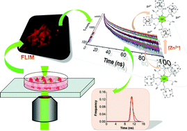 Graphical abstract: Intracellular Zn2+ detection with quantum dot-based FLIM nanosensors