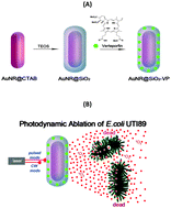 Graphical abstract: Highly effective photodynamic inactivation of E. coli using gold nanorods/SiO2 core–shell nanostructures with embedded verteporfin
