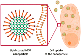 Graphical abstract: MOF nanoparticles coated by lipid bilayers and their uptake by cancer cells