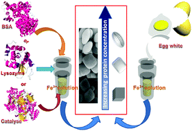 Graphical abstract: When protein-based biomineralization meets hydrothermal synthesis: the nanostructures of the as-prepared materials are independent of the protein types