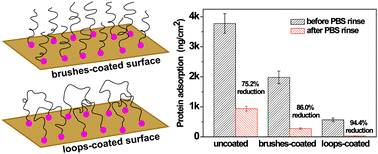 Graphical abstract: Mussel-inspired antifouling coatings bearing polymer loops