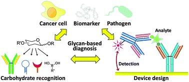Graphical abstract: Glycan-based diagnostic devices: current progress, challenges and perspectives