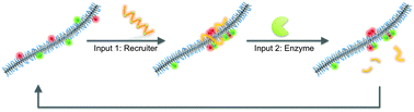 Graphical abstract: Supramolecular copolymers with stimuli-responsive sequence control
