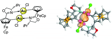 Graphical abstract: Dinuclear planar chiral ferrocenyl gold(i) & gold(ii) complexes