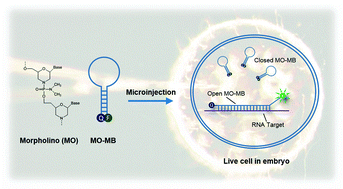 Graphical abstract: The morpholino molecular beacon for specific RNA visualization in vivo