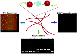 Graphical abstract: Fluorescent supramolecular polypseudorotaxane architectures with Ru(ii)/tri(bipyridine) centers as multifunctional DNA reagents