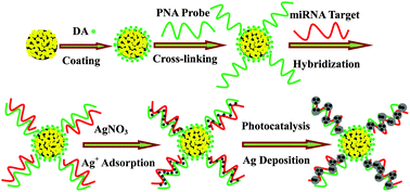 Graphical abstract: A highly specific and sensitive electroanalytical strategy for microRNAs based on amplified silver deposition by the synergic TiO2 photocatalysis and guanine photoreduction using charge-neutral probes