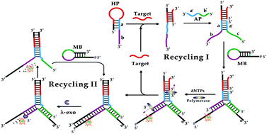 Graphical abstract: A programmable Y-shaped junction scaffold-mediated modular and cascade amplification strategy for the one-step, isothermal and ultrasensitive detection of target DNA