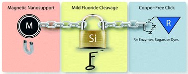 Graphical abstract: Click and release: fluoride cleavable linker for mild bioorthogonal separation