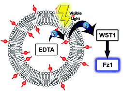 Graphical abstract: Catalytic photoinduced electron transport across a lipid bilayer mediated by a membrane-soluble electron relay
