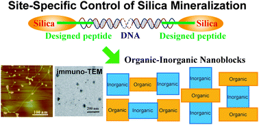 Graphical abstract: Site-specific control of silica mineralization on DNA using a designed peptide