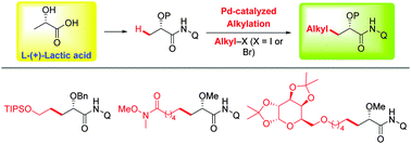 Graphical abstract: Synthesis of chiral α-hydroxy acids via palladium-catalyzed C(sp3)–H alkylation of lactic acid