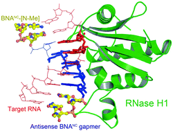 Graphical abstract: The crystal structure of a 2′,4′-BNANC[N–Me]-modified antisense gapmer in complex with the target RNA