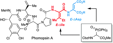 Graphical abstract: The stereoselective construction of E- and Z-Δ-Ile from E-dehydroamino acid ester: the synthesis of the phomopsin A tripeptide side chain