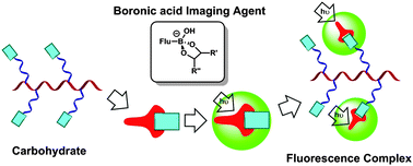 Graphical abstract: Boronic acids for fluorescence imaging of carbohydrates
