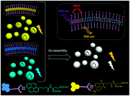 Graphical abstract: Tailoring luminescence color conversion via affinitive co-assembly of glutamates appended with pyrene and naphthalene dicarboximide units