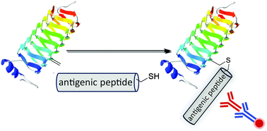Graphical abstract: Ready display of antigenic peptides in a protein ‘mimogen’