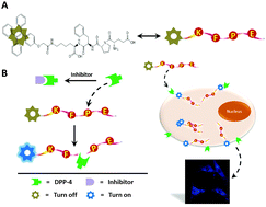 Graphical abstract: A fluorescent switchable AIE probe for selective imaging of dipeptidyl peptidase-4 in vitro and in vivo and its application in screening DPP-4 inhibitors