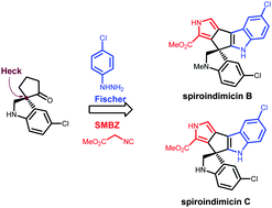 Graphical abstract: Total syntheses of (±)-spiroindimicins B and C enabled by a late-stage Schöllkopf–Magnus–Barton–Zard (SMBZ) reaction