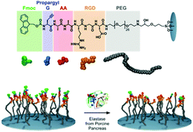 Graphical abstract: Analysis of enzyme-responsive peptide surfaces by Raman spectroscopy