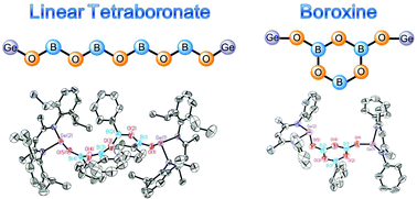 Graphical abstract: Synthesis of digermylene-stabilized linear tetraboronate and boroxine