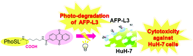 Graphical abstract: Target-selective photo-degradation of AFP-L3 and selective photo-cytotoxicity against HuH-7 hepatocarcinoma cells using an anthraquinone–PhoSL hybrid