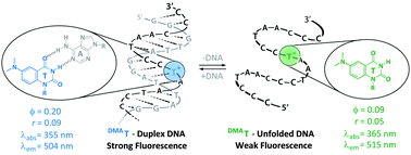 Graphical abstract: A fluorescent surrogate of thymidine in duplex DNA