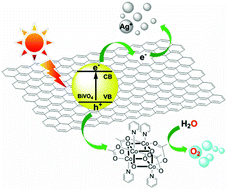 Graphical abstract: Photocatalytic water oxidation via combination of BiVO4–RGO and molecular cobalt catalysts