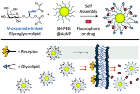 Graphical abstract: N-Oxyamide-linked glycoglycerolipid coated AuNPs for receptor-targeting imaging and drug delivery