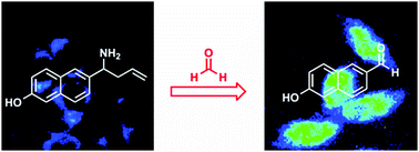 Graphical abstract: A ratiometric fluorescent formaldehyde probe for bioimaging applications